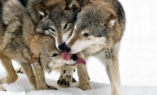 狗和狼 狐狸能不能杂交产生后代 为什么