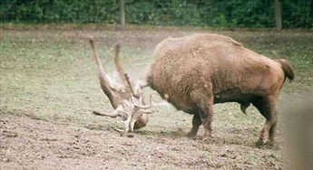 公鹿不自量力挑战一吨重野牛,最终重伤死亡