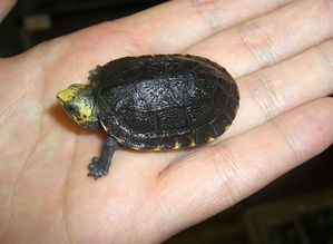 亚马逊泥龟幼龟 亚马逊泥龟图片 