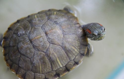 巴西红耳龟全身变得有点黑？