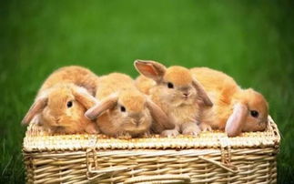 兔女郎进化史 为什么男人会觉得兔子性感