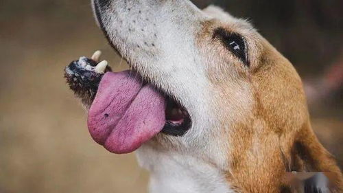 养狗须知 狗狗吐舌头有6个 大作用 ,看看你能知道几个