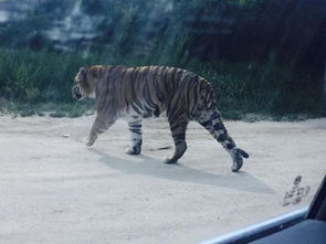 老虎袭击游客，野生动物园真的没有责任吗