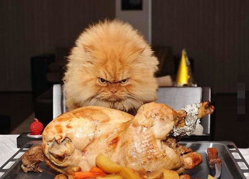 愤怒的猫咪 即使一只香喷喷的烧鸡摆在我面前,我也生气