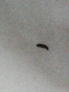卧室发现很多这样黑色小虫子,2毫米这样,会飞,好像喜欢光源,
