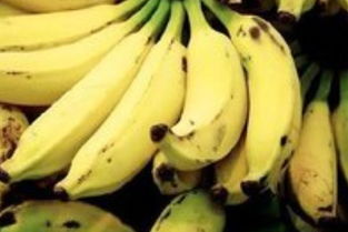 香蕉什么季节成熟,广西香蕉几月份成熟