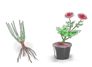 玫瑰怎么养才能养活,玫瑰的种植方法和养法？