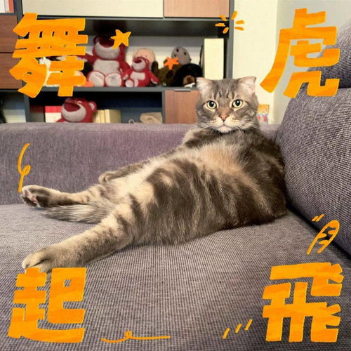 虎年也是猫猫年 主页獭在这边祝大家虎年财源滚滚身体壮的像头虎爱情甜的像奶虎好运多的像虎毛事业蒸蒸如猛虎