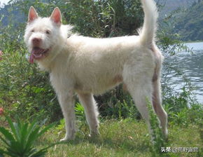 最有猎性的狗是哪个品种呢 一种来自贵州下司镇的狗为国争光了