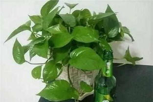 绿萝啤酒浇花的正确方法 一瓶啤酒兑多少水浇绿萝