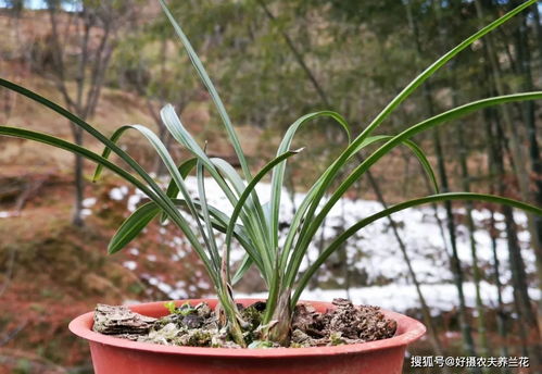 雪兰花养殖方法(雪兰花的种植)