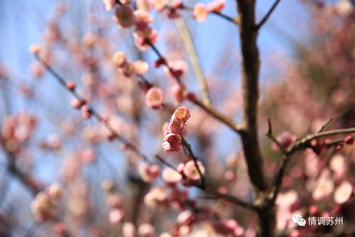 什么东西招桃花厉害,