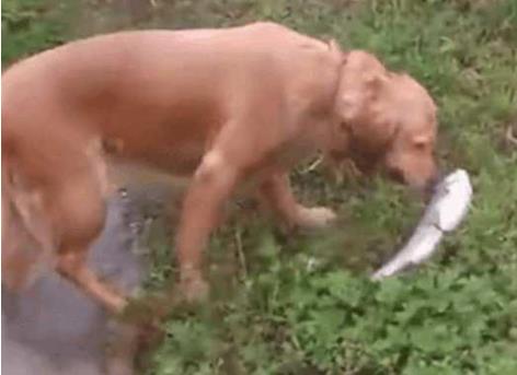 主人带狗去回老家,狗见到池塘就跳了进去,没想到狗叼上一条鱼
