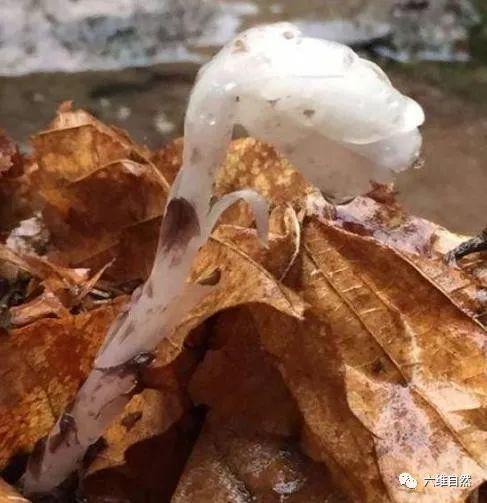 柳州惊现神秘 冥界之花 ,不是彼岸花,水晶兰出现代表着什么