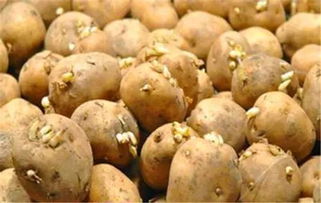 发芽的土豆有哪些营养价值？