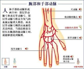 求一张手腕的结构图 标有动脉.静脉.的那种