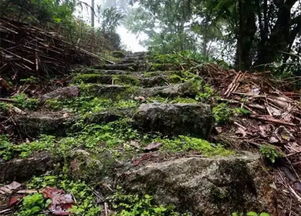 古茶第一村 西双版纳勐海南糯山 