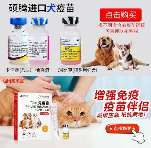 京东宠物发布健康防护指南 做好6件事让你家宠物远离疾病困扰