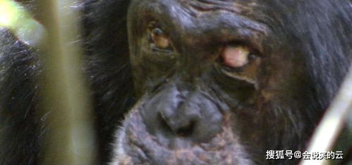 黑猩猩争地盘,同类之间的战斗,太残忍了