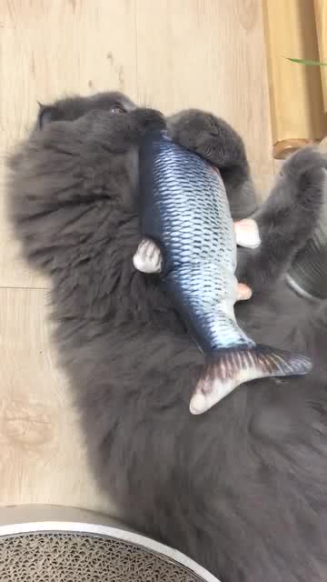 猫喜欢吃鱼是真的 
