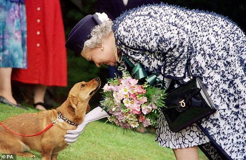女王心爱宠物犬不幸去世,王室成员均表示惋惜,圣诞来临前的担忧