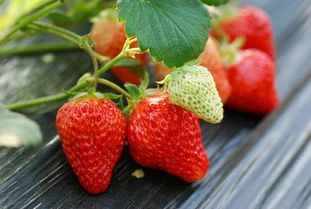 草莓的营养价值是什么,吃草莓有什么好处,一天吃几个草莓最好