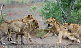 一言不合就动手 南非狮子打群架秀出自己力量 