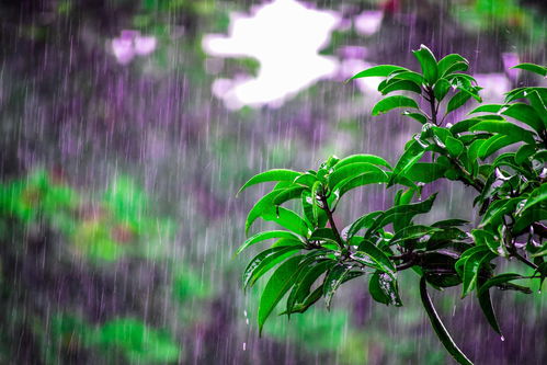 描写春天雨水节气的诗句