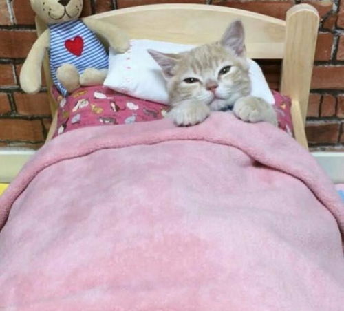主人给小猫准备了一张床,猫咪这样睡觉的,实在是太萌