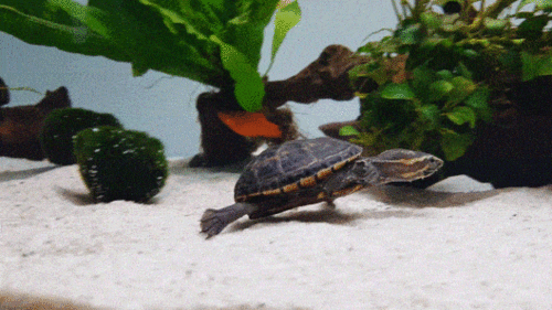 果核蛋龟丨水中自由穿梭的迷你蛋龟