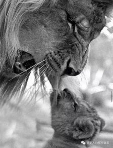 狮子爸爸总被狮子宝宝咬,这年头带孩子贼不容易 