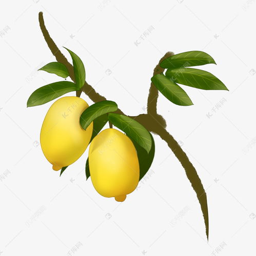 立体手绘柠檬果实植物素材图片免费下载 千库网 