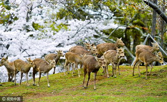 日本奈良公园樱花盛开 小鹿穿梭其中如林间精灵 组图 