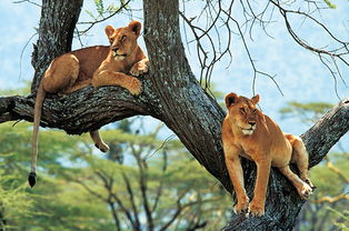 Lions in the tree