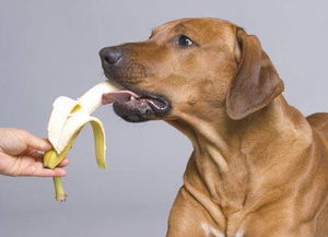 养的宠物狗狗可以吃西兰花吗,狗吃青菜有什么好处