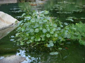 鱼缸养什么植物能使绿水变清(鱼缸养什么植物可以净化水)