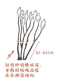 无尽夏修剪图解 修剪3要点