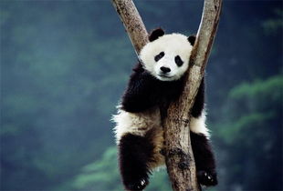 野生熊猫啃食家养山羊 原来大熊猫也吃 荤
