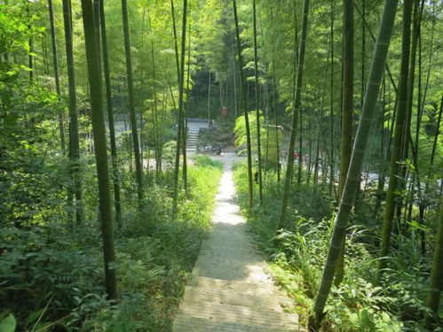 达州一森林公园被命名为 中国森林体验基地
