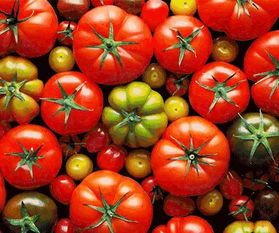 西红柿长什么样子,西红柿分为几大类型