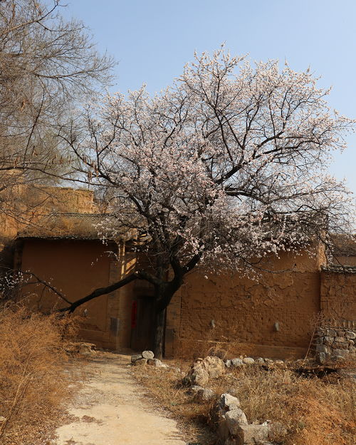 乡村桃花