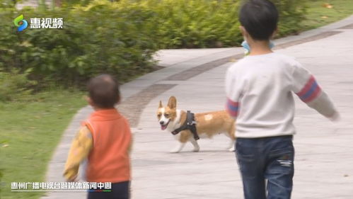 惠州市城市养犬管理条例 草案 征求意见 惠州人关心的养狗问题将明确