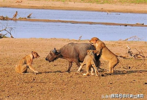 为何狮子围攻野牛时,野牛傻傻地站在那里一动不动,任由狮子啃