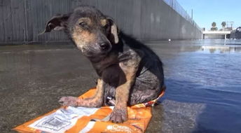 狗狗被人扔到河道中间,救援人员靠近才发现狗狗为什么没有逃走......