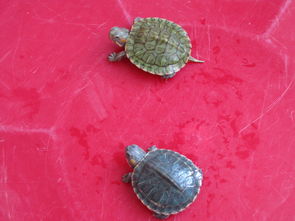 请问这两只龟龟都是巴西红眼龟吗 像这样小的龟龟可以吃蟑螂吗 几天换一次水 几天喂一次食 谢谢 