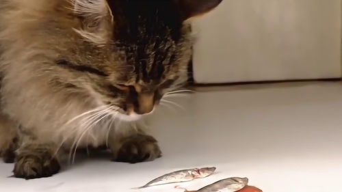 猫吃鱼,可是这些猫为什么看见鱼就会情不自禁呢 