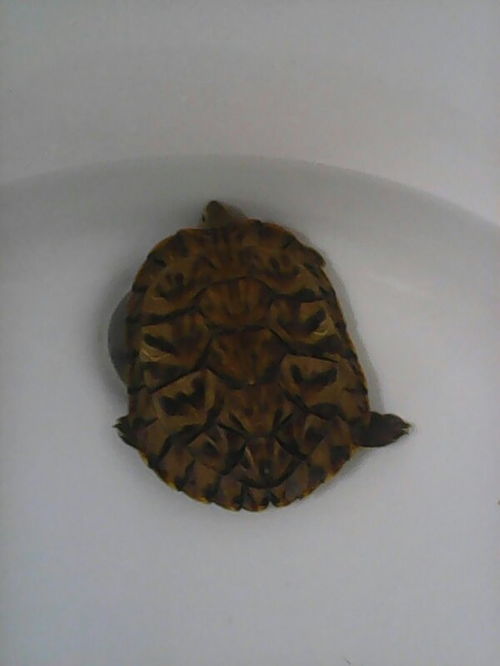 3到5厘米的巴西红耳龟多少岁？