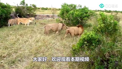 狮子学狗狗在地上刨洞,一不留神挖出野猪,运气也太好了吧 