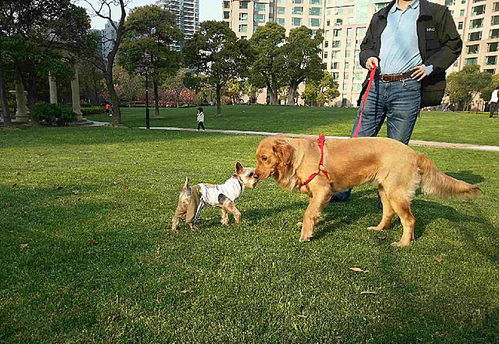 世界上最护主的5种狗,第一名属于中国,对主人那是用命在保护