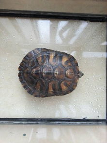 这个乌龟多少岁 